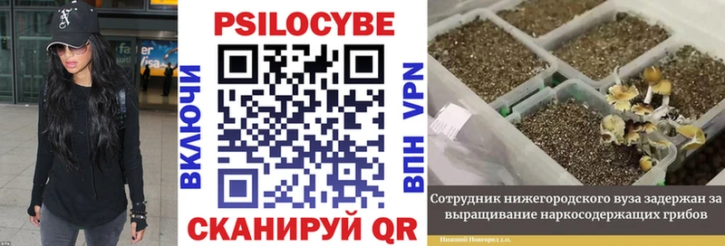Галлюциногенные грибы Psilocybe  Сергач 